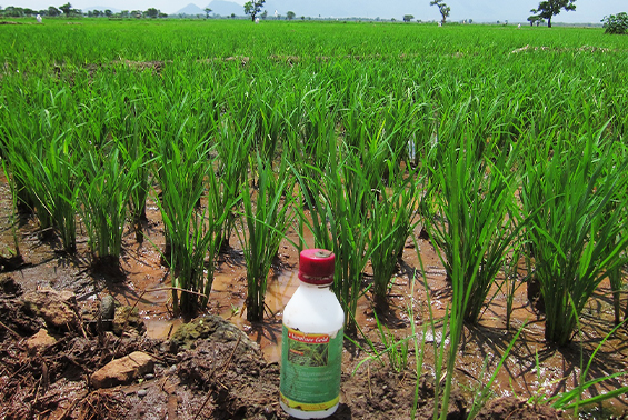 タンザニア向け除草剤(2018年3月)